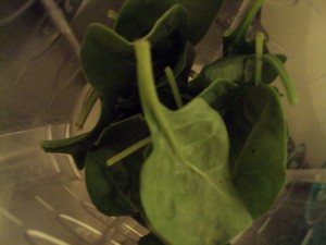spinachleaf