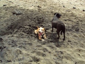 Dogs ~chillin~ after running around! 