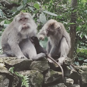 monkey forest