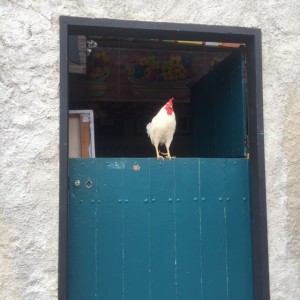 chicken near our guest house